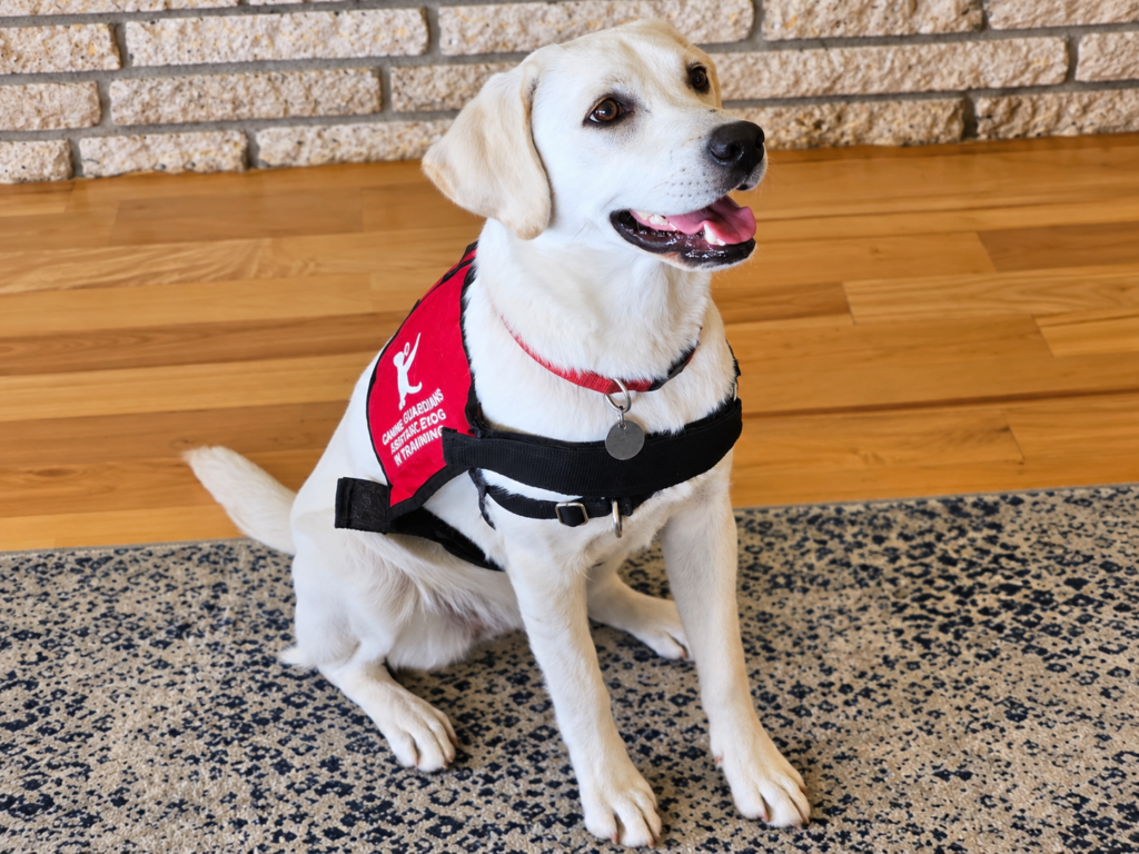 canine guardians assistance dogs