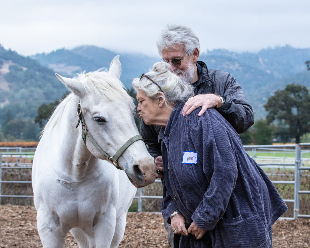 sunrise horse rescue