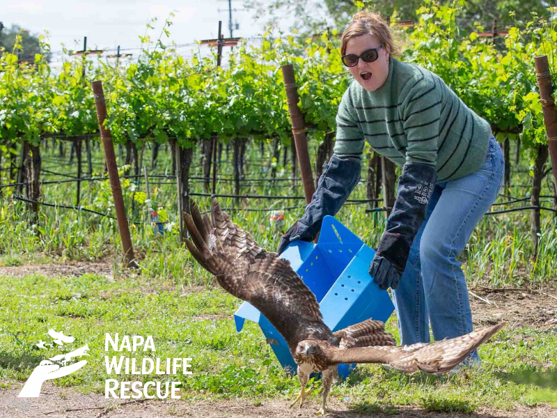 napa wildlife rescue