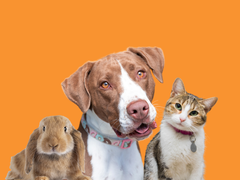 napa humane