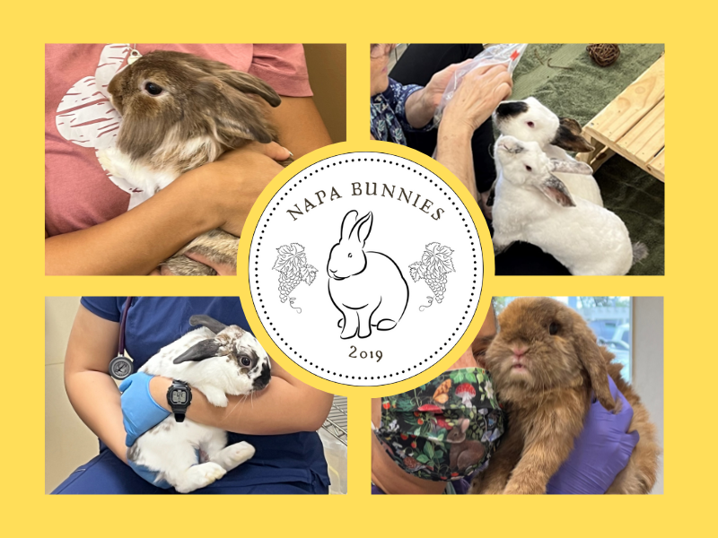Various rabbits held and a logo of Napa Bunnies.