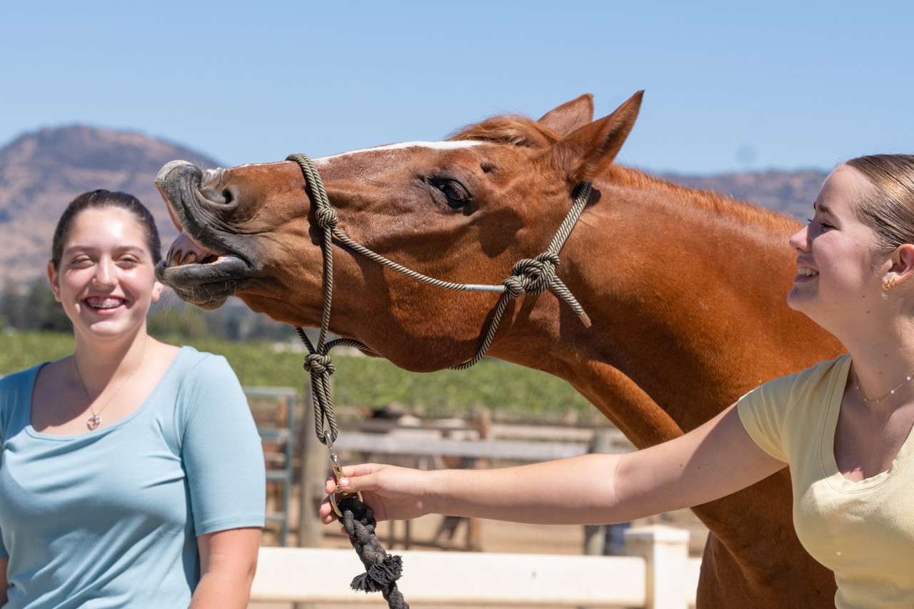 amadon hills horse sanctuary