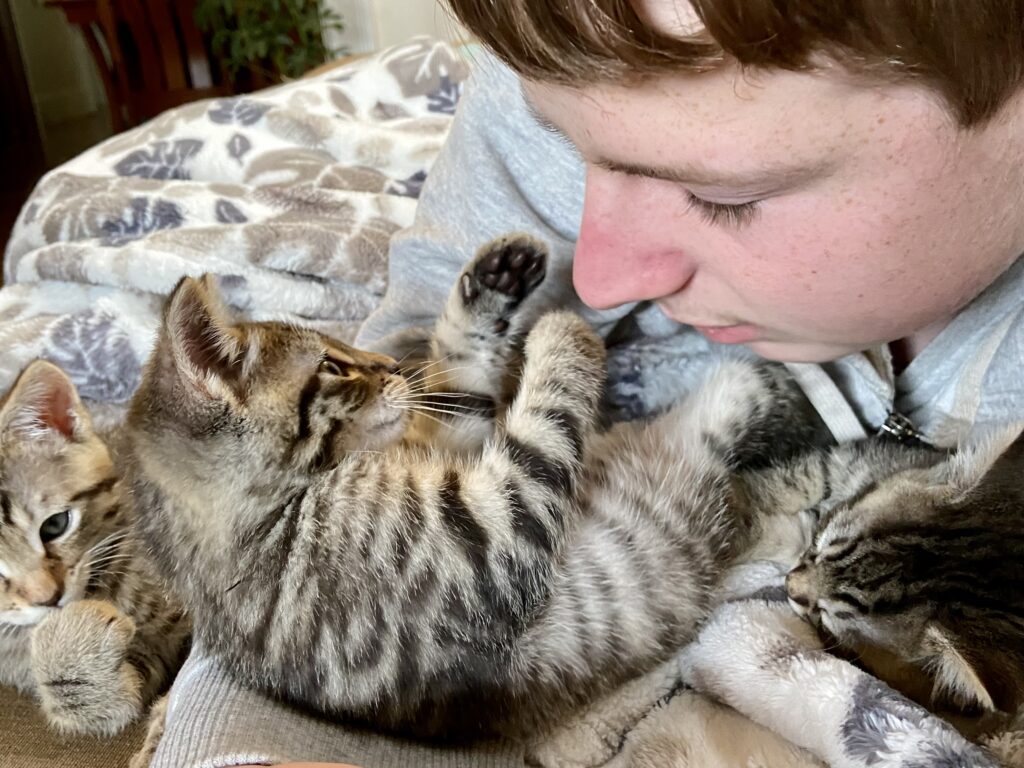 Person cuddling with adorable kittens on blanket.