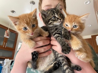 whiskers, tails and ferals