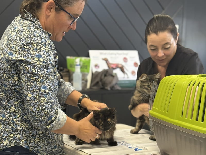 Two women examine cats at a veterinary clinic.