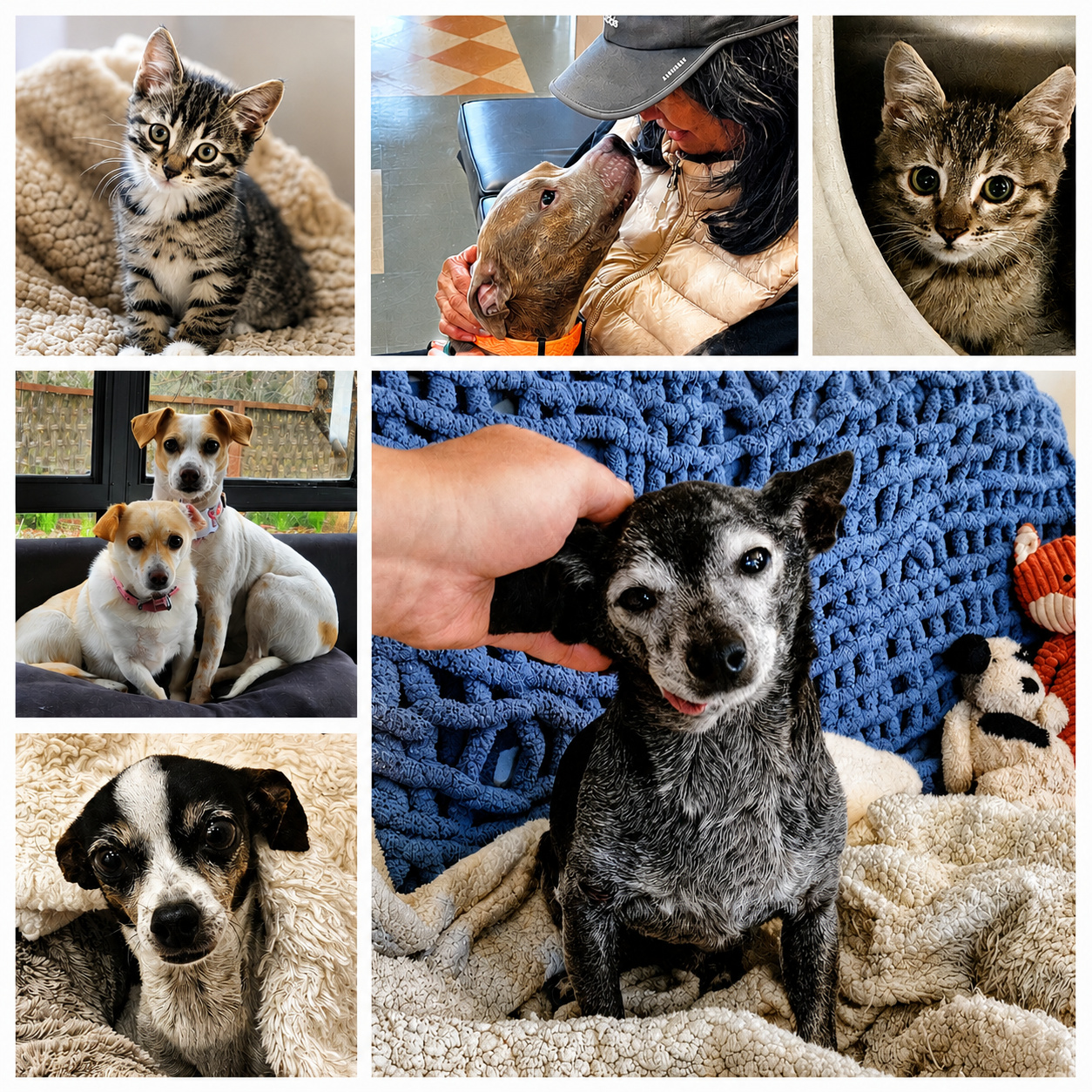 waggin’ trails rescue foundation