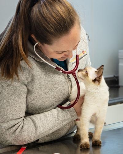 Veterinarian examining kitten with stethoscope
