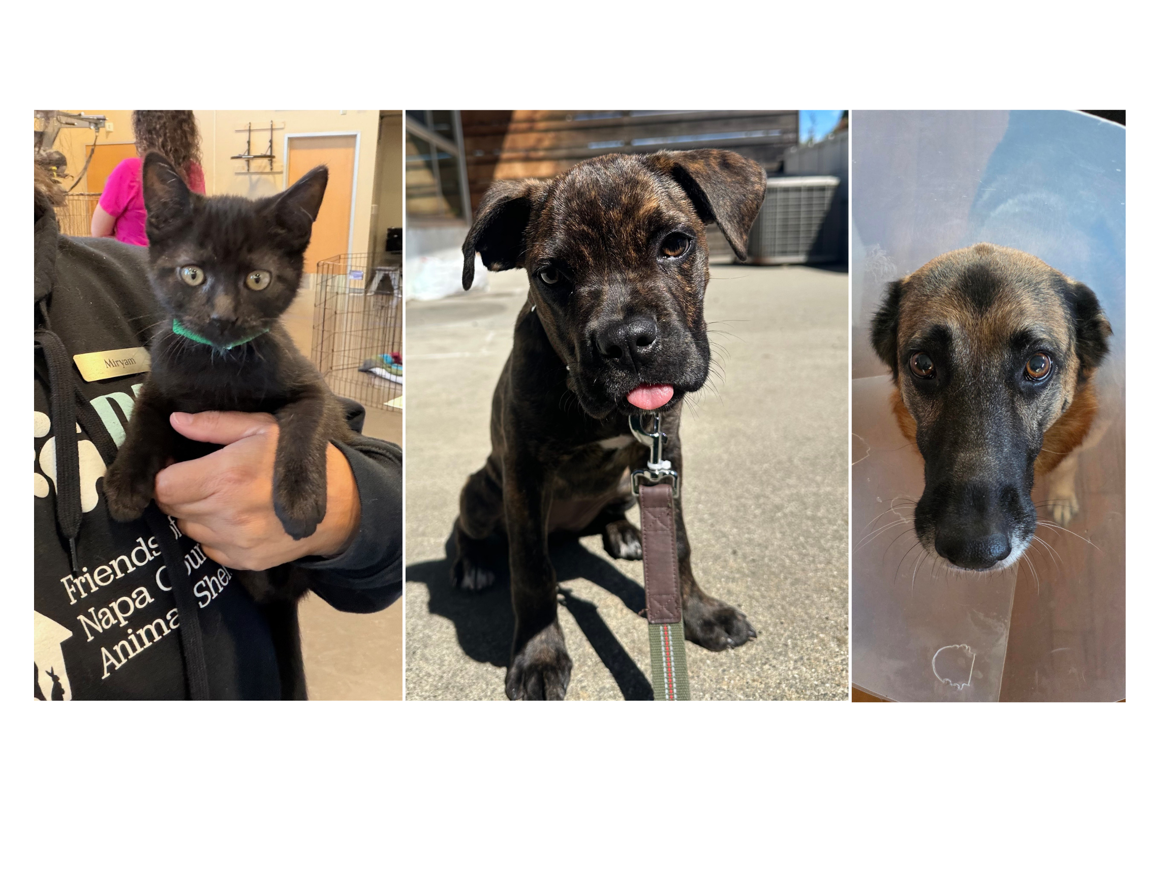 friends of the napa county animal shelter