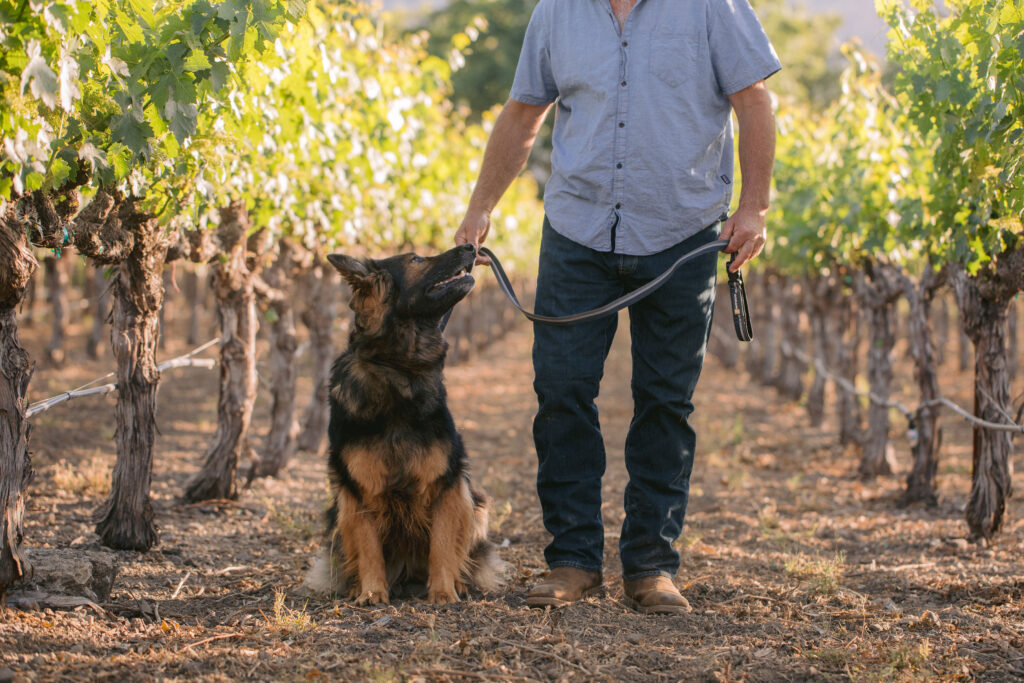 stellina psychiatric service dogs