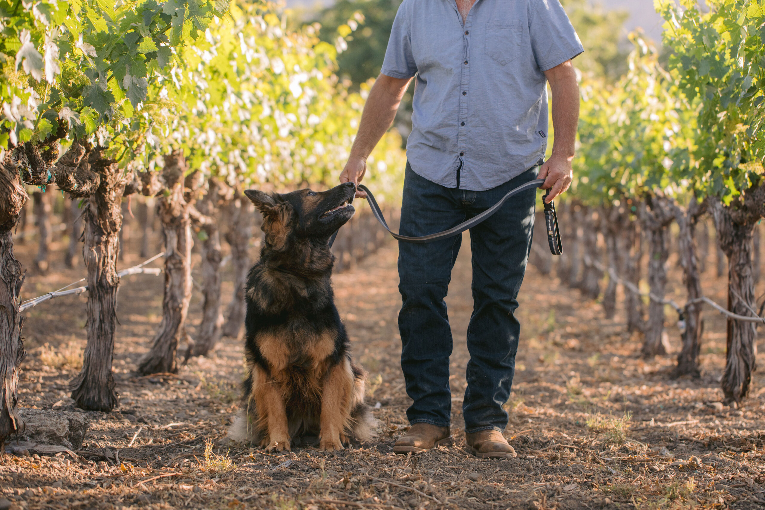 stellina psychiatric service dogs
